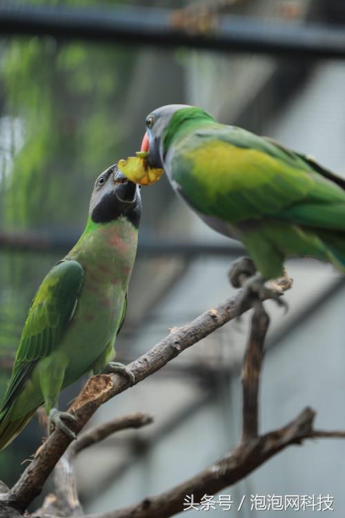 佳能6dmark2是哪个级别的,佳能6d高感能到多少