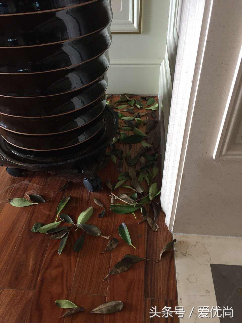 鸭脚木蔫了掉叶子怎么回事,鸭掌木枯枝怎么养