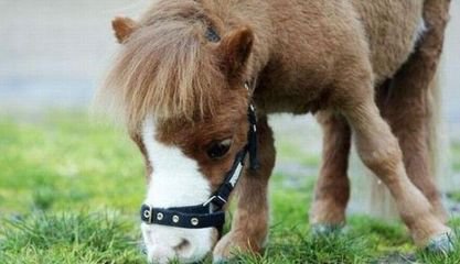 什么宠物最可爱又好养,你见过的宠物是什么