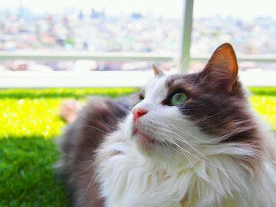 干净清爽、温柔色气——立花慎之介