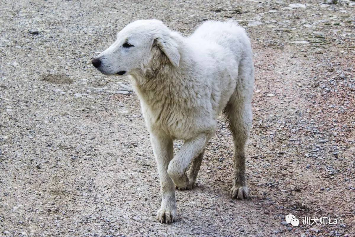 狗狗跛行的常见症状,狗狗走路有点瘸需要特殊治疗吗