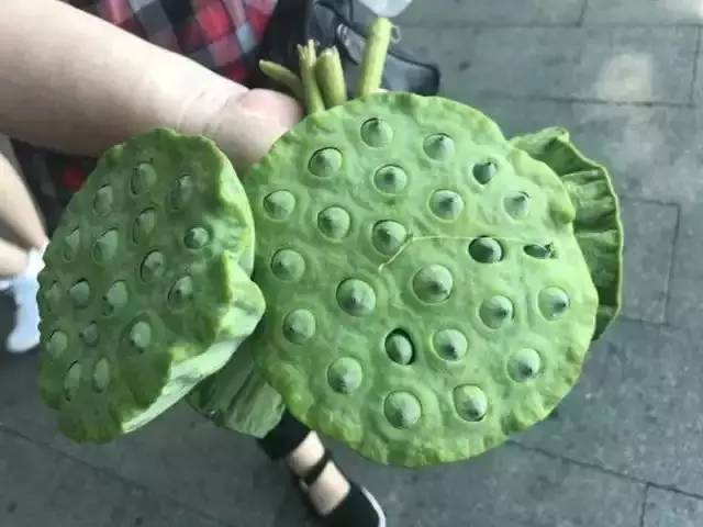 西湖荷花出售,西湖荷叶哪里有卖