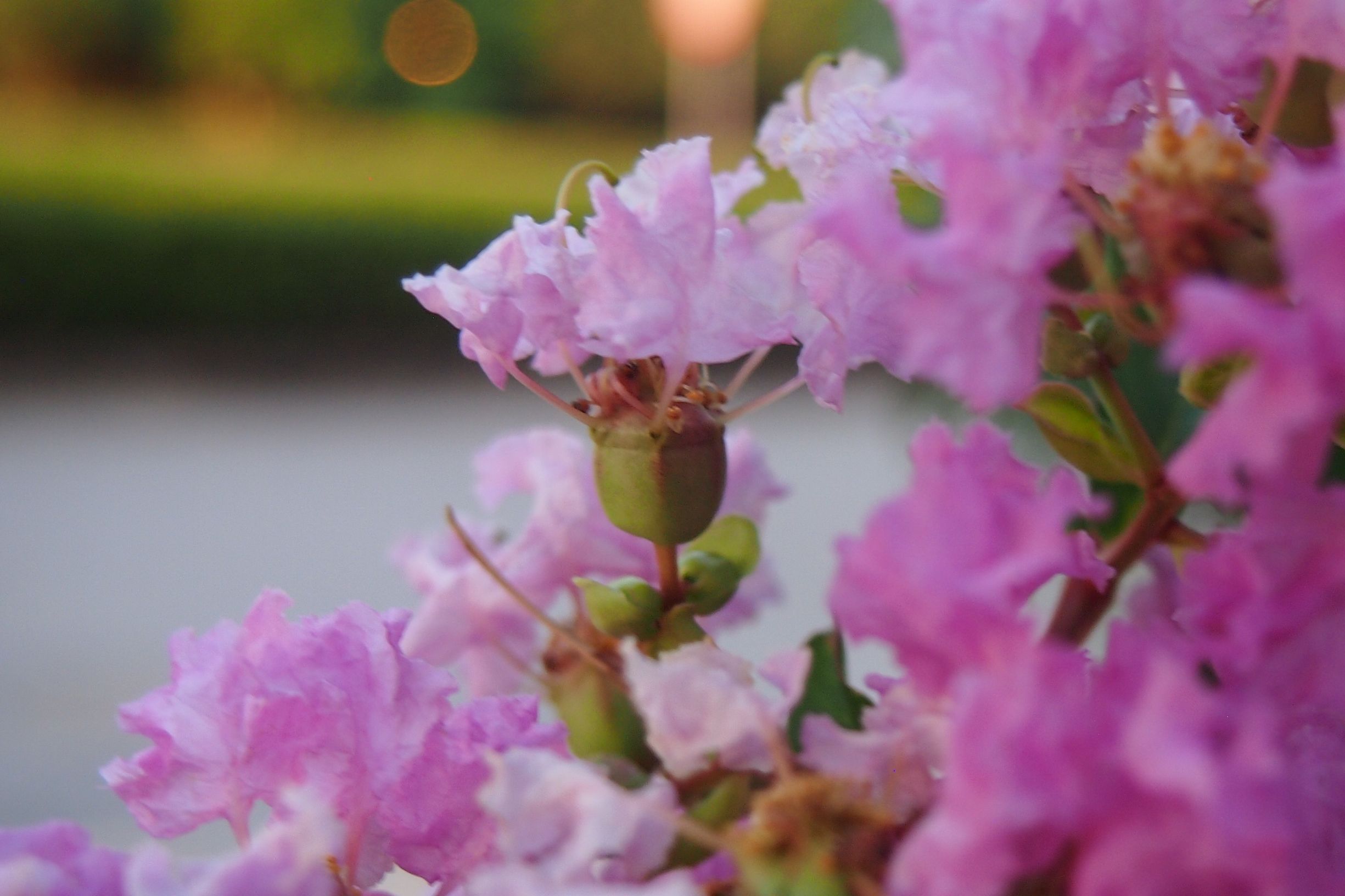 紫薇皮图片,百日红紫薇长花苞后多久开视频