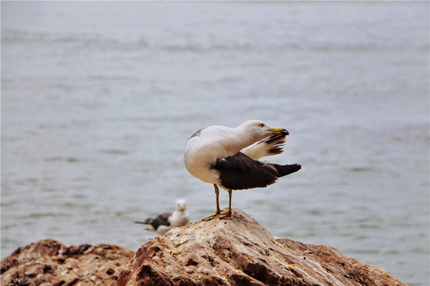 荣成海驴岛一年四季都有海鸥吗,国外海岛看海鸥