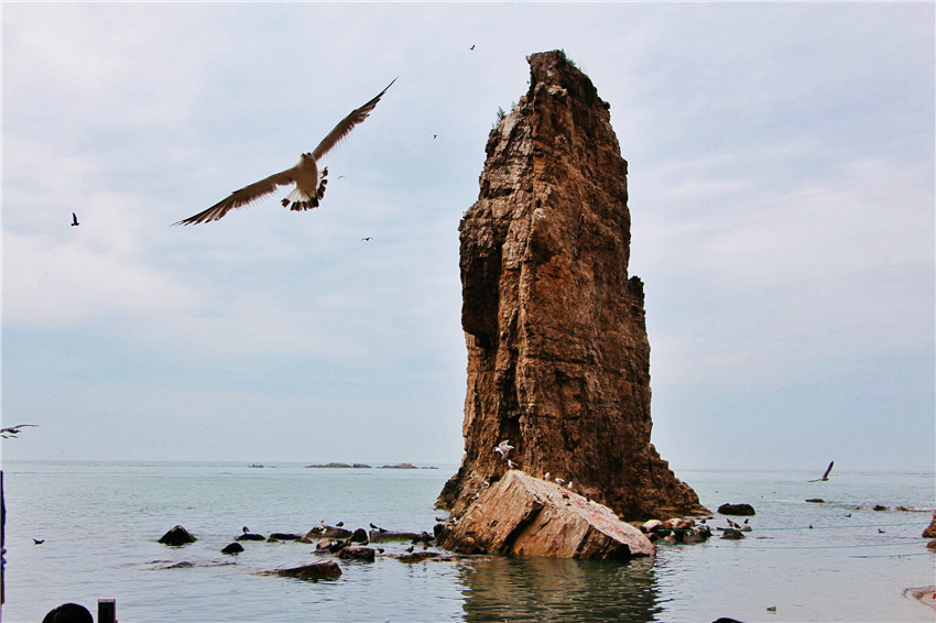 荣成海驴岛一年四季都有海鸥吗,国外海岛看海鸥