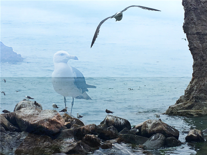 荣成海驴岛一年四季都有海鸥吗,国外海岛看海鸥
