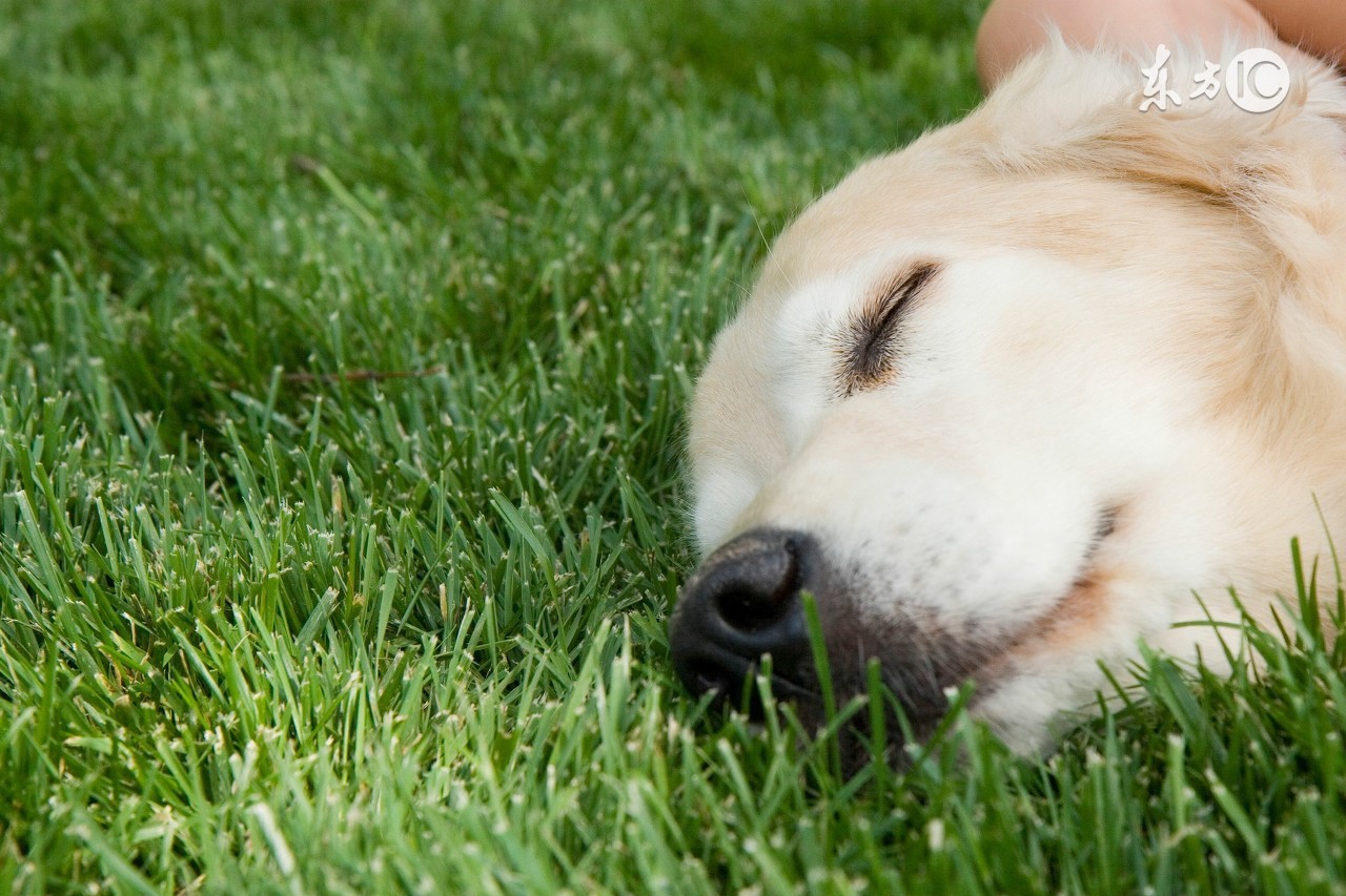 夏季宠物饲养需要关注什么,夏天宠物出行关注什么