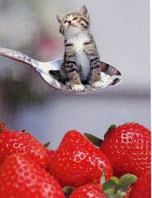 什么宠物最可爱又好养,你见过的宠物是什么