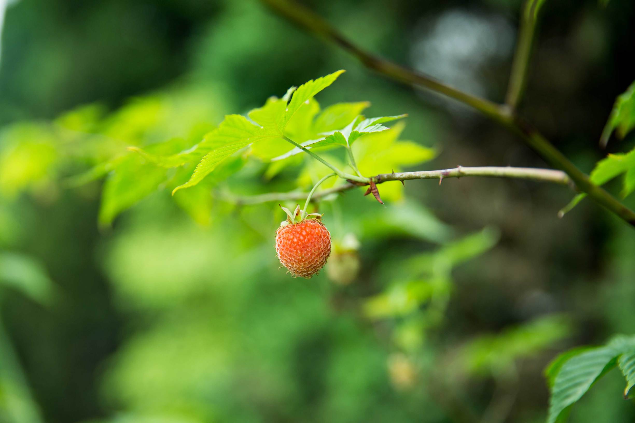 原来你是这样的神奇仙果