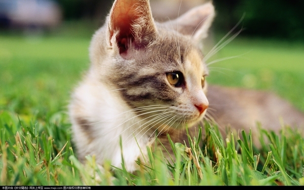 热射病死亡率为什么那么高,热射病是什么