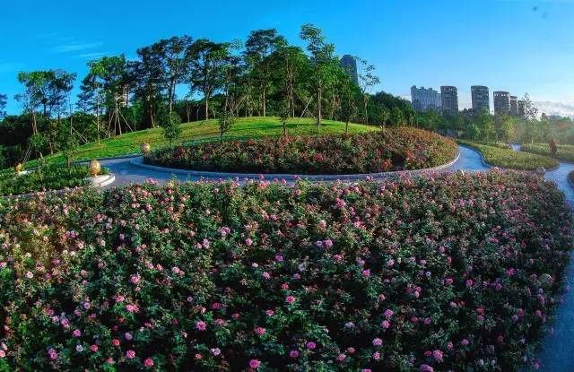 又多了一个免费约会公园！空中栈道、荔枝林、*瑰园玫**，环境超棒的！