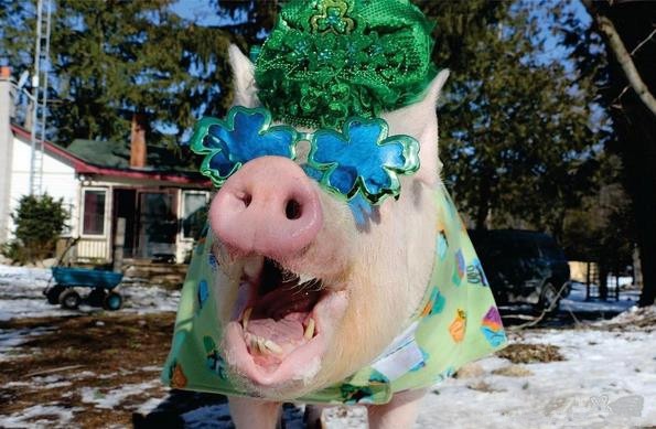 外国小哥以为自己买到了迷你猪,国外小哥养宠物猪