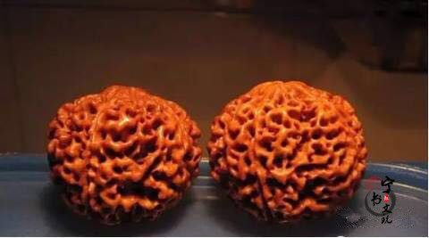 你手中的金刚菩提是真的吗？看金刚菩提真假鉴别