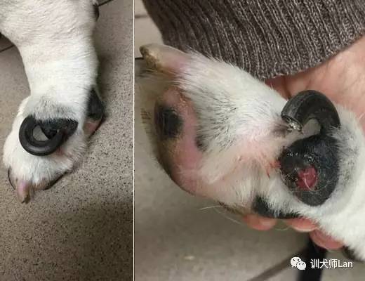 狗狗跛行的常见症状,狗狗走路有点瘸需要特殊治疗吗