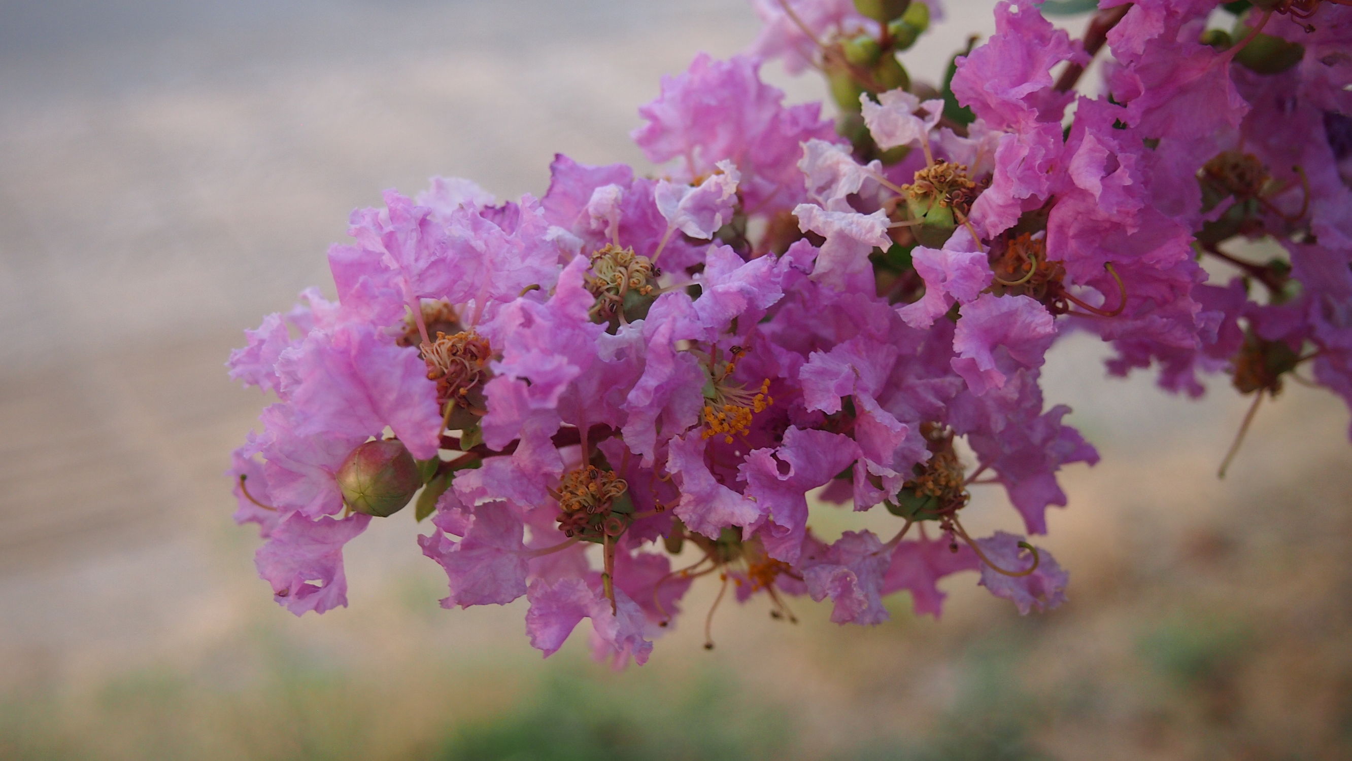 紫薇皮图片,百日红紫薇长花苞后多久开视频