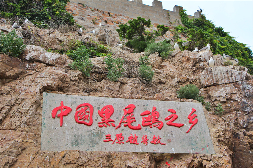 荣成海驴岛一年四季都有海鸥吗,国外海岛看海鸥