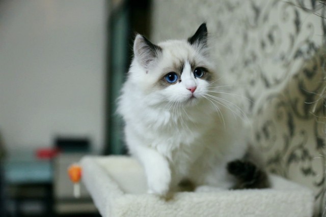 热射病死亡率为什么那么高,热射病是什么