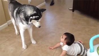 作为一只不能看家护院的大狗，到底应该怎么养