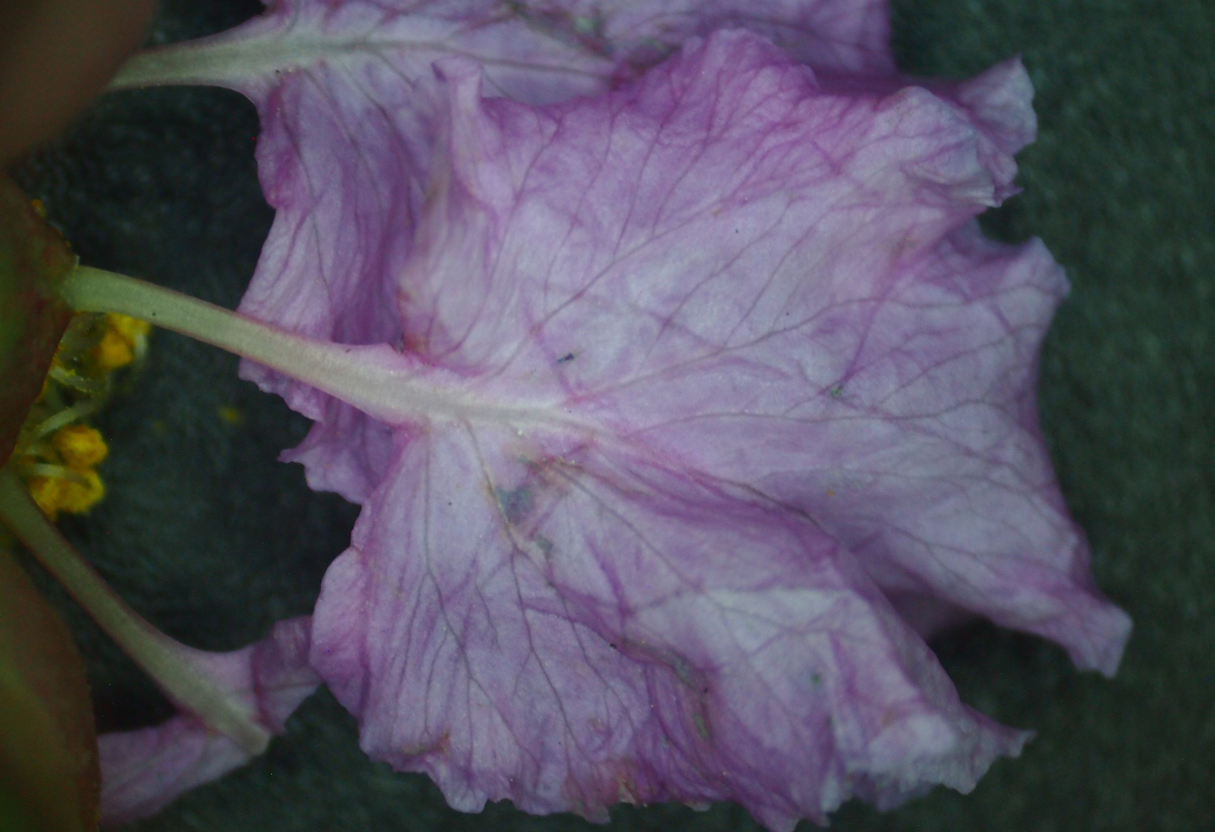 紫薇皮图片,百日红紫薇长花苞后多久开视频