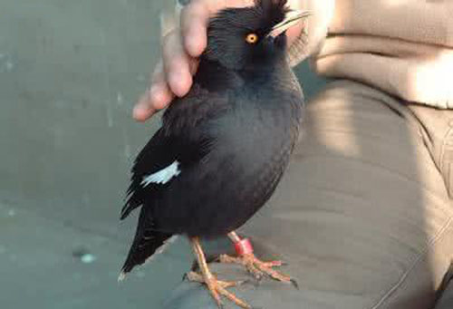 八哥飞到身上吉祥吗,八哥飞到野外能活吗