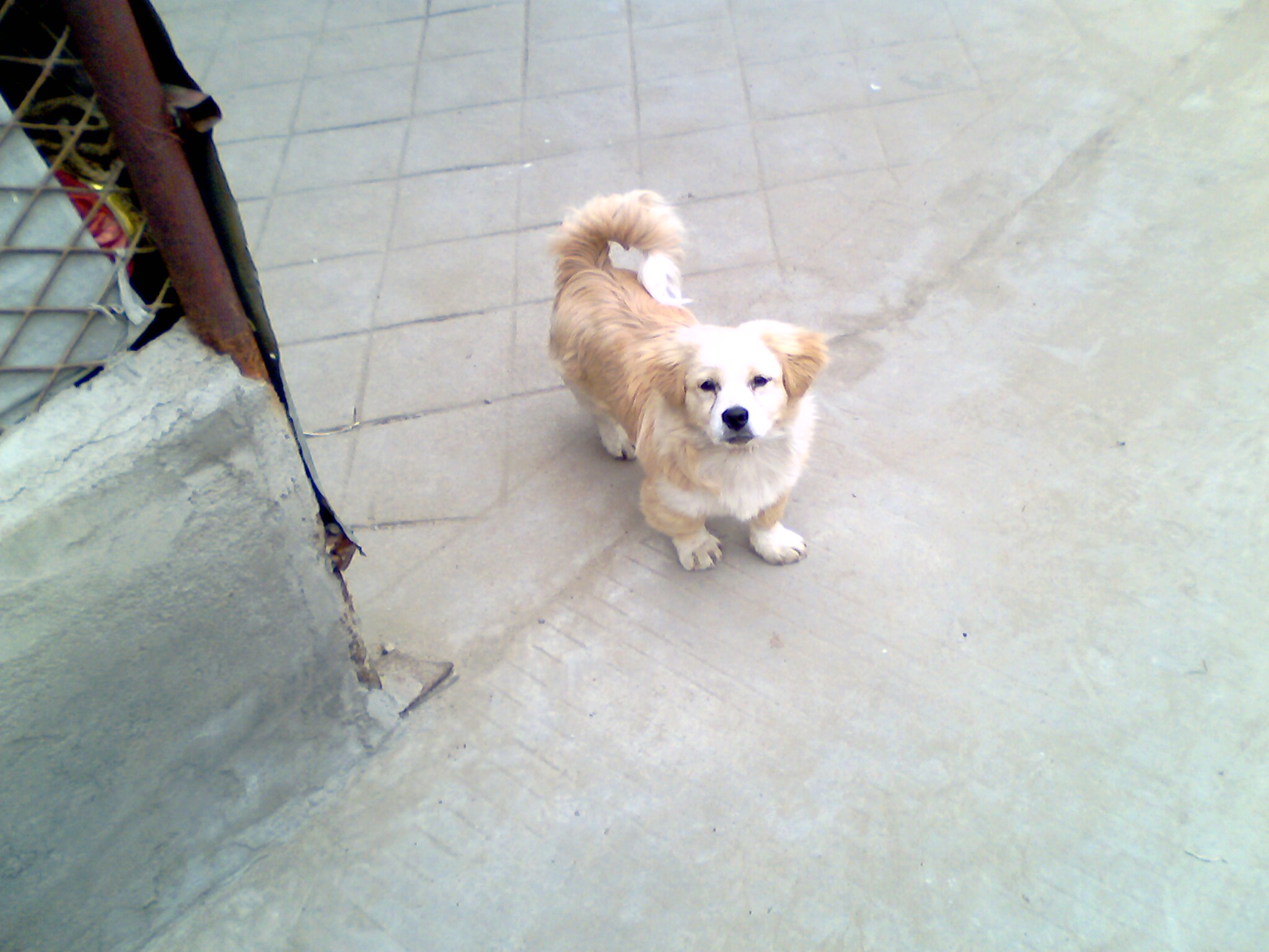 爱犬去世前祭拜视频,爱犬葬礼