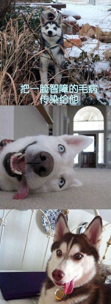 用计谋报复一个人,狗会用什么行为报复主人