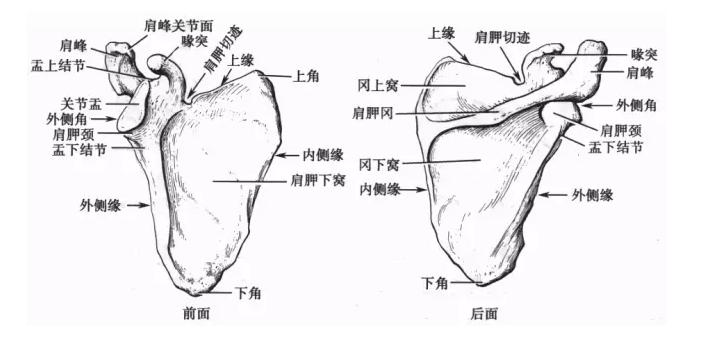 打完羽毛球肩膀痛是什么级别,打完羽毛球后肩胛骨非常痛