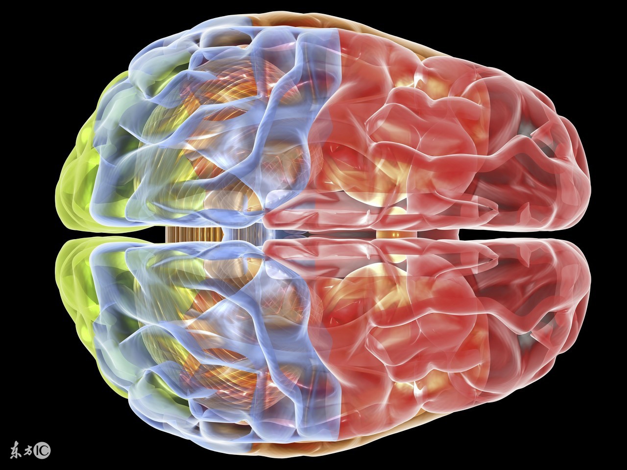 如果大脑全面运作会怎样,如果大脑能百分百运转会怎么样