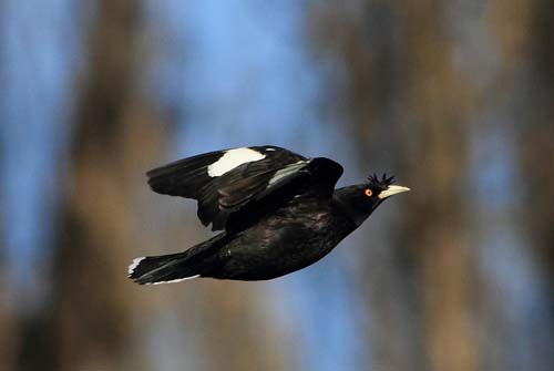 八哥飞到身上吉祥吗,八哥飞到野外能活吗