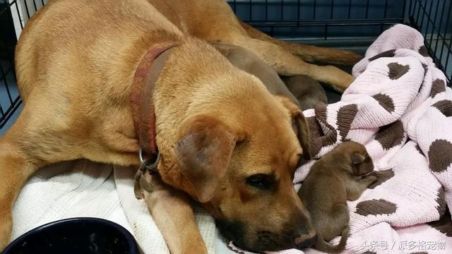 狗妈妈为啥要把它的小狗藏起来,母狗为什么总是把小狗藏起来