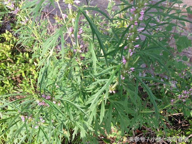 42种长在农村的神奇中草药,你想不到的神奇中草药