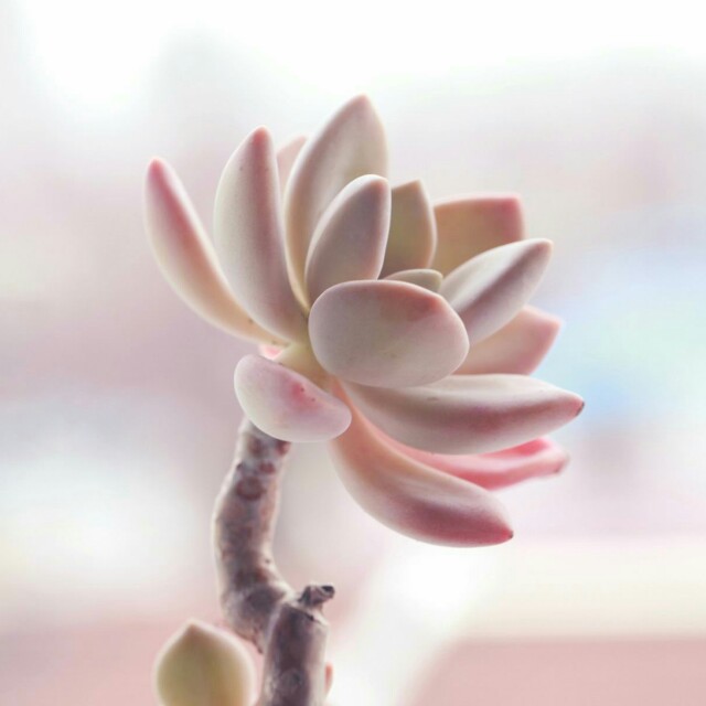 盘点价格贵的离谱商品,盘点贵的离谱的植物