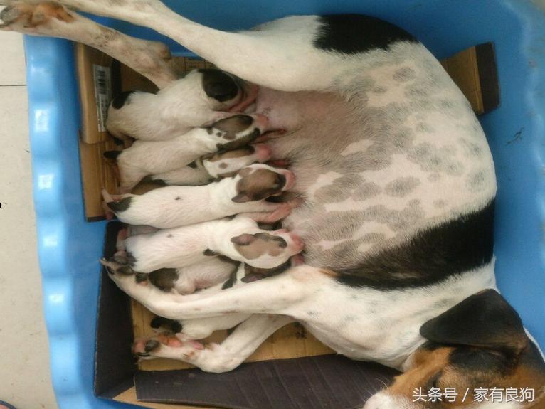清晨4点出世的狗宝宝,晚上7点半出生的狗宝宝