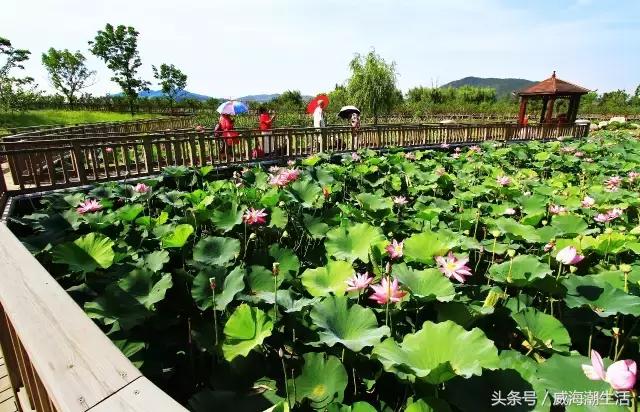 威海新开的公园,威海新建公园