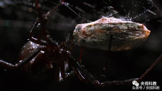 自然传奇怪物之谜,自然传奇未解之谜故事