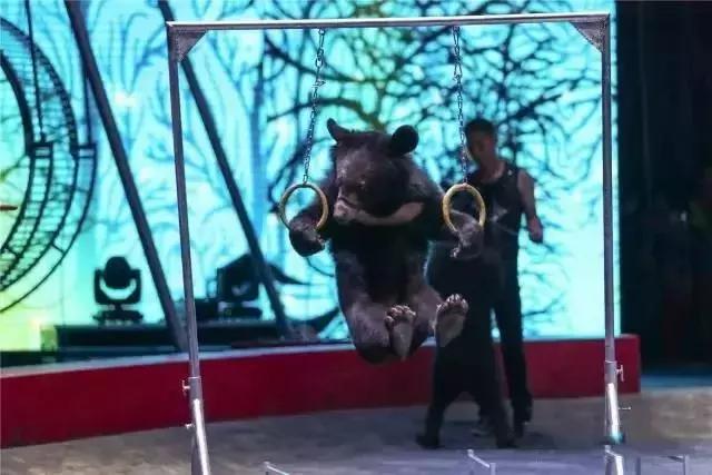 实探冰雪武汉,大马戏武汉市