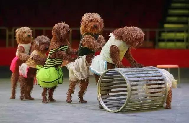 实探冰雪武汉,大马戏武汉市