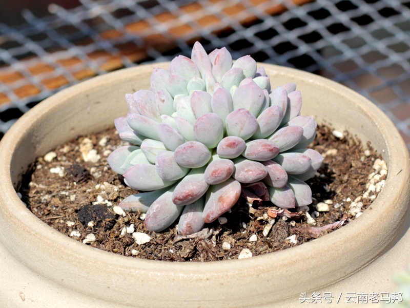 多肉怎么浇水最安全,多肉奇特养法图片