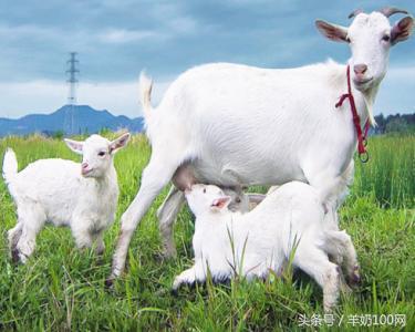 十大假羊奶粉谣言,羊奶粉怎么样才是骗人的