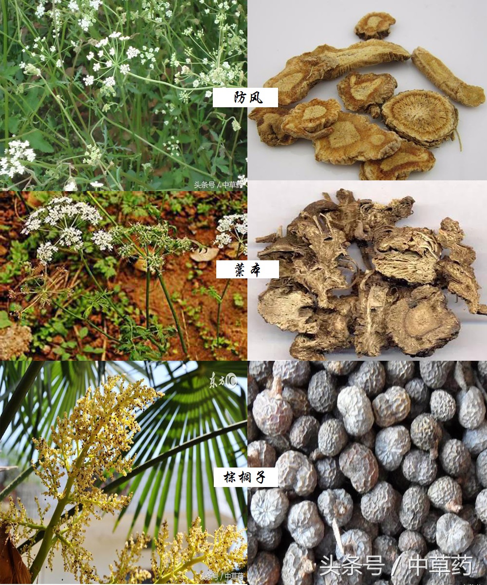 药性歌括四百味讲解视频,药性歌括四百味2