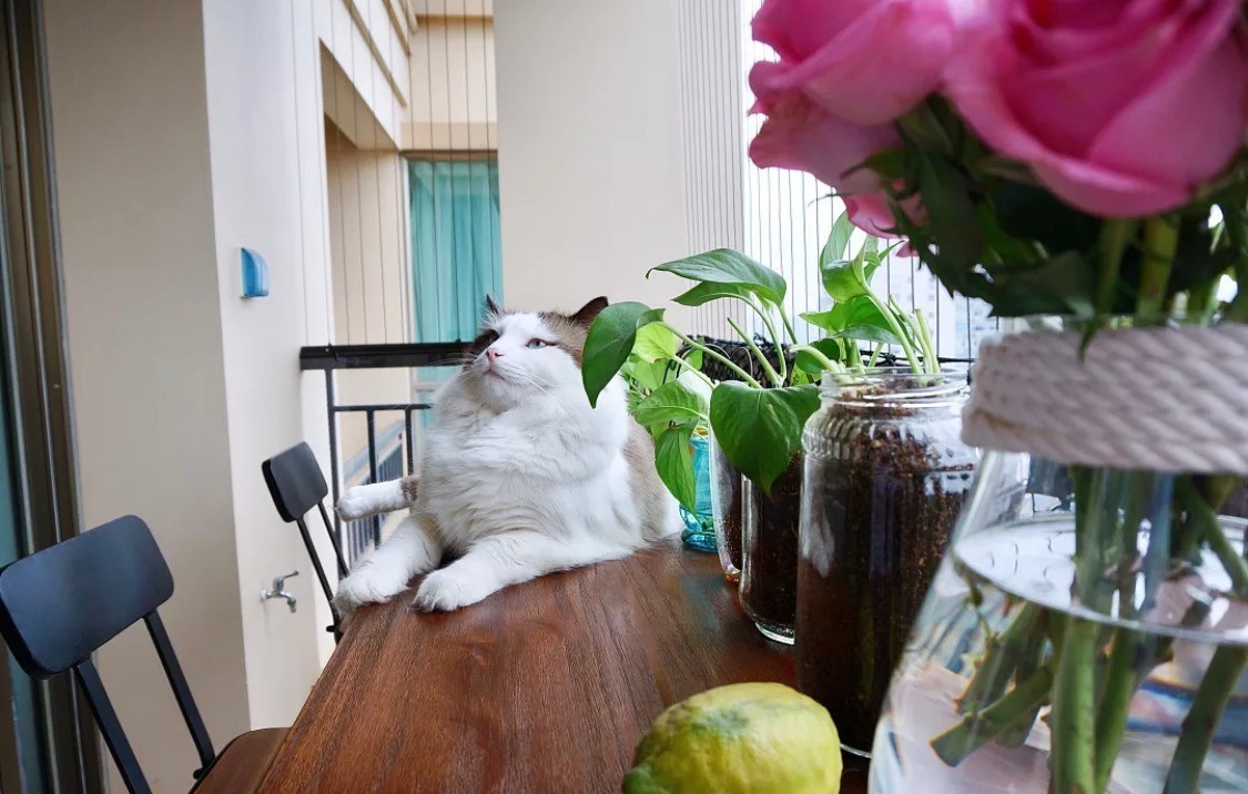 阳台装防盗网太丑了怎么办,窗内不锈钢防盗网太丑