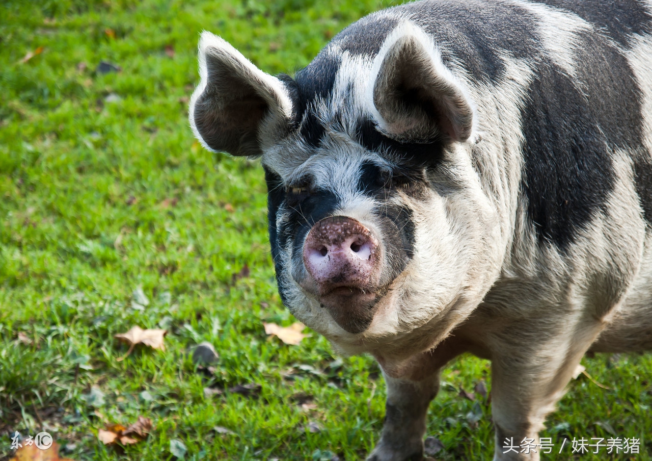 母猪产前产后水肿，养猪人这样来解决