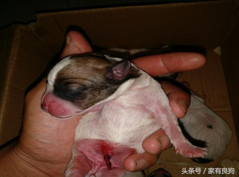 清晨4点出世的狗宝宝,晚上7点半出生的狗宝宝