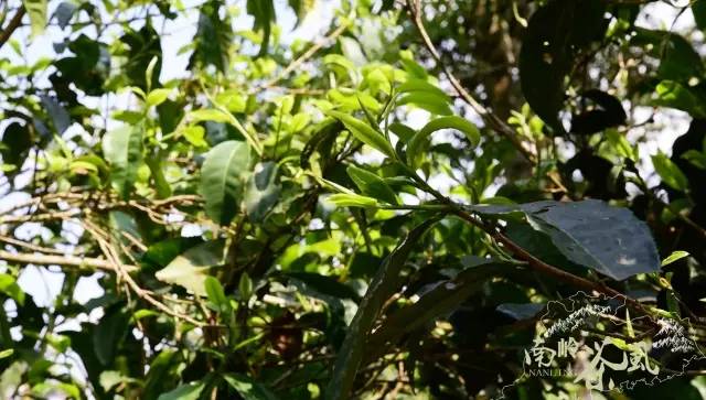 喝起来香醇浓厚的红茶,杏仁香古树红茶