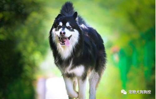 狗狗掉毛是怎么回事进来看看就知道