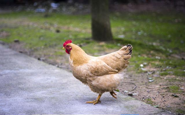 农村养鸡创业好项目,今年农村养土鸡赚钱吗