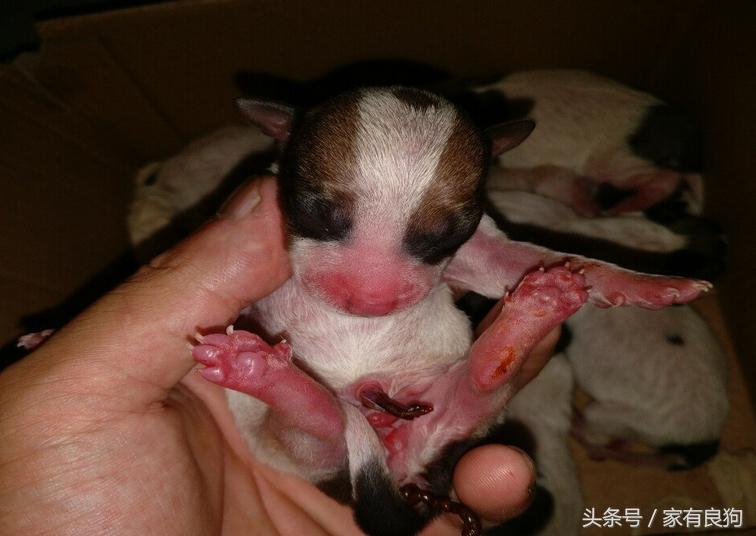 清晨4点出世的狗宝宝,晚上7点半出生的狗宝宝