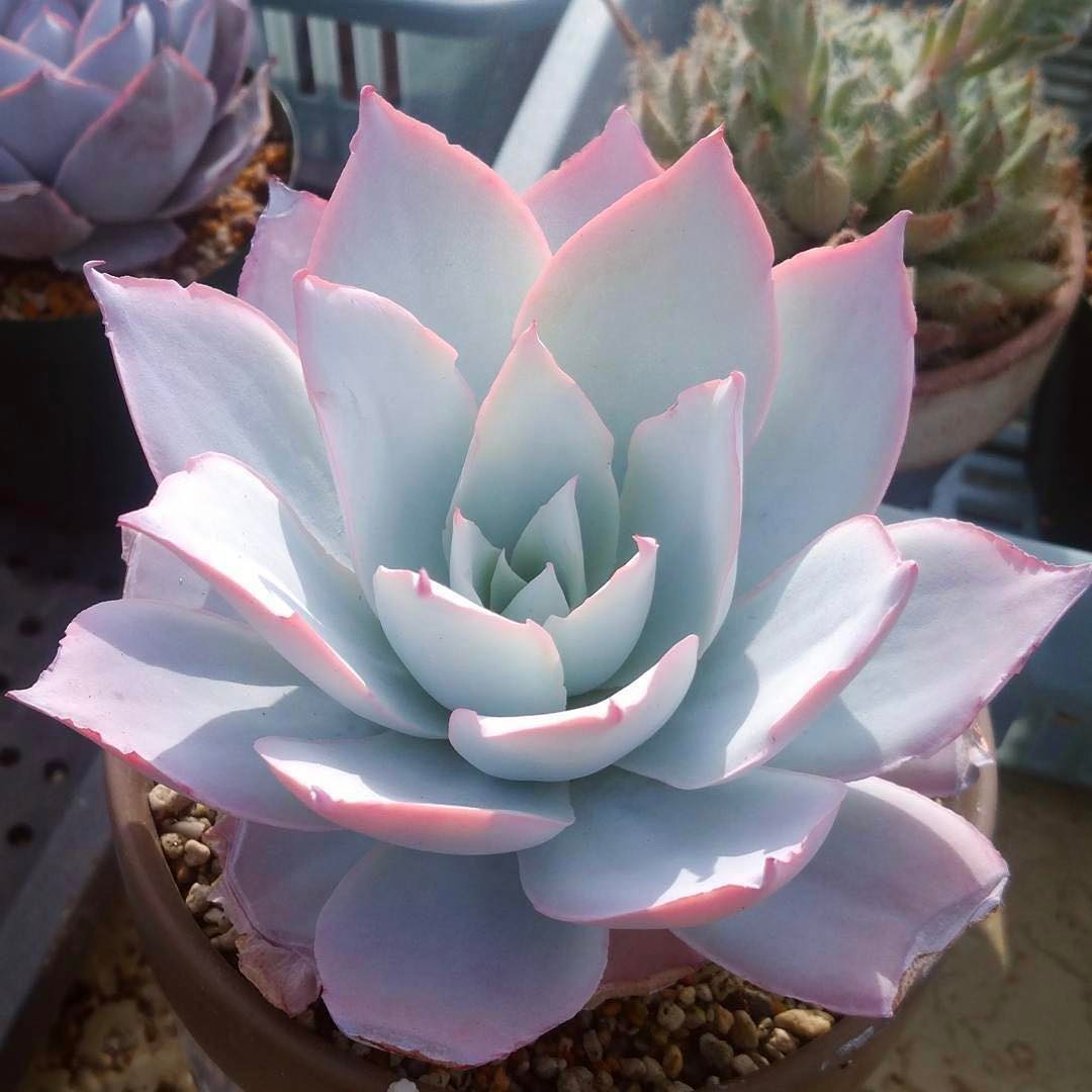 盘点价格贵的离谱商品,盘点贵的离谱的植物