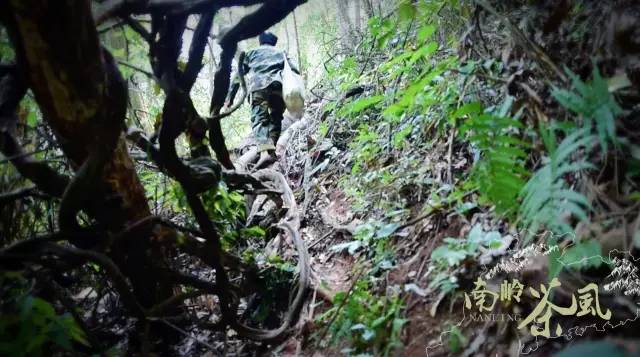 喝起来香醇浓厚的红茶,杏仁香古树红茶