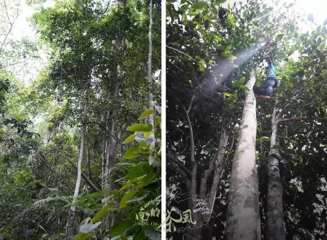 喝起来香醇浓厚的红茶,杏仁香古树红茶